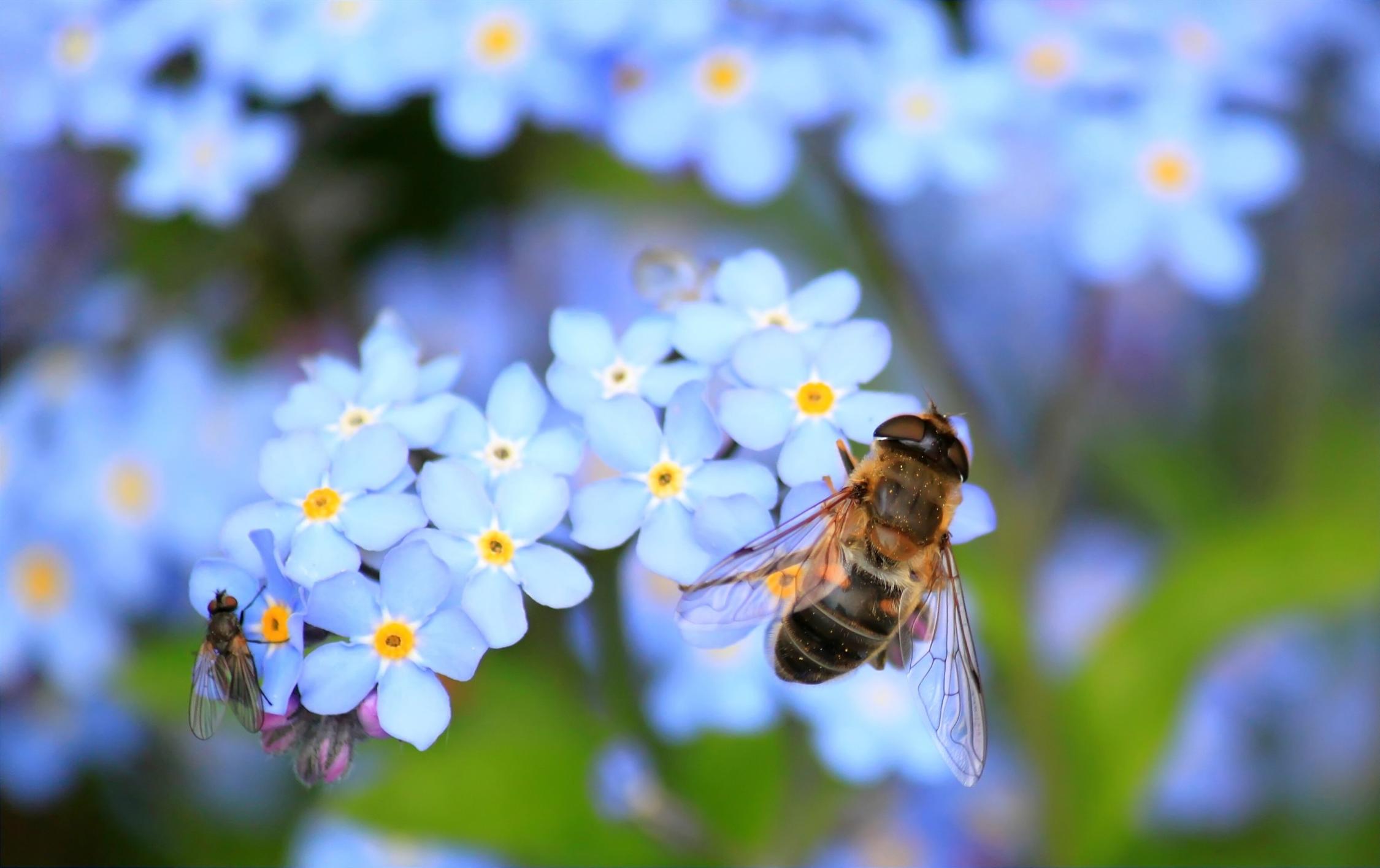 Biene Bienen