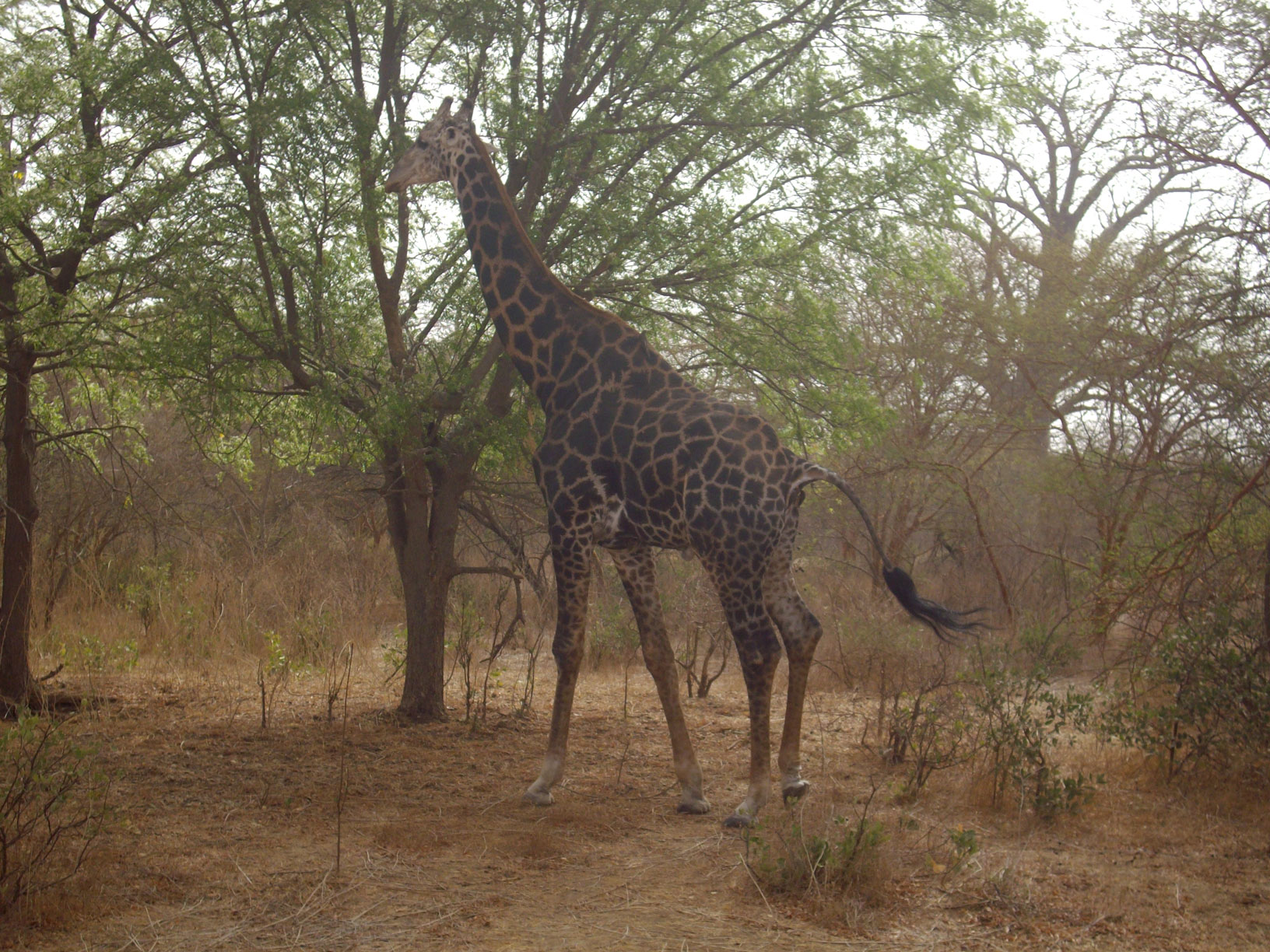 Giraffen