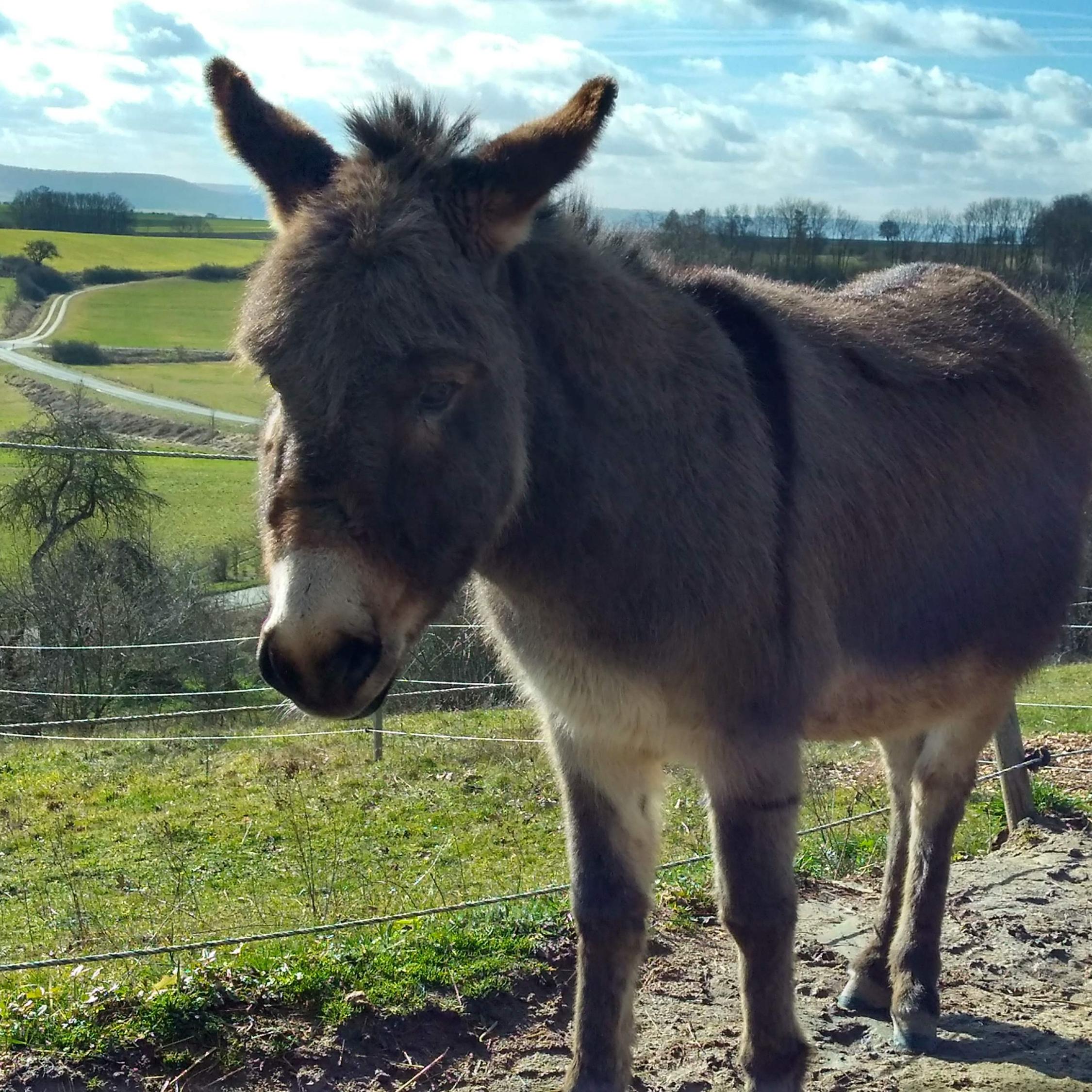 Ein Esel auf seiner Weide