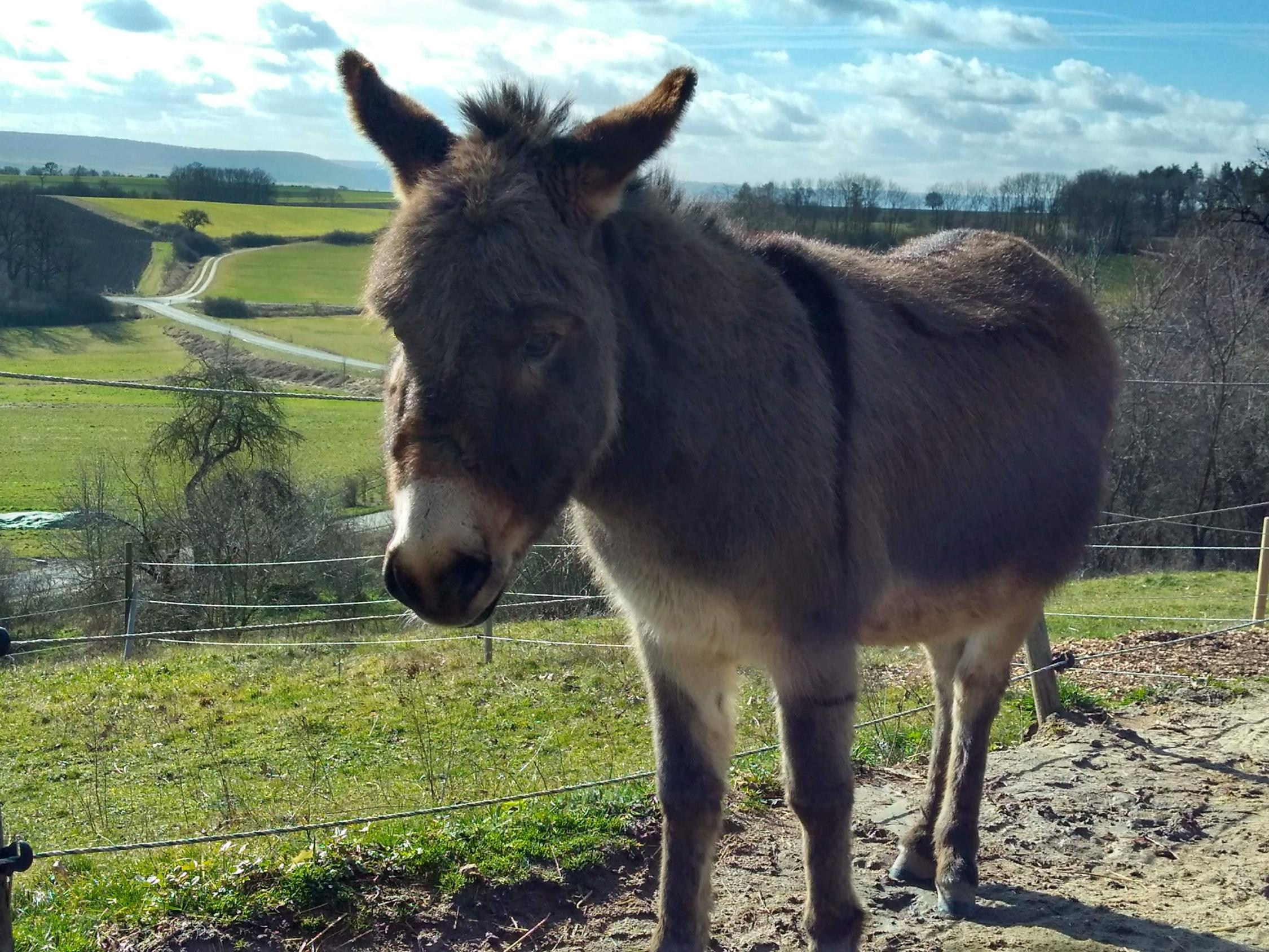 Ein Esel auf seiner Weide