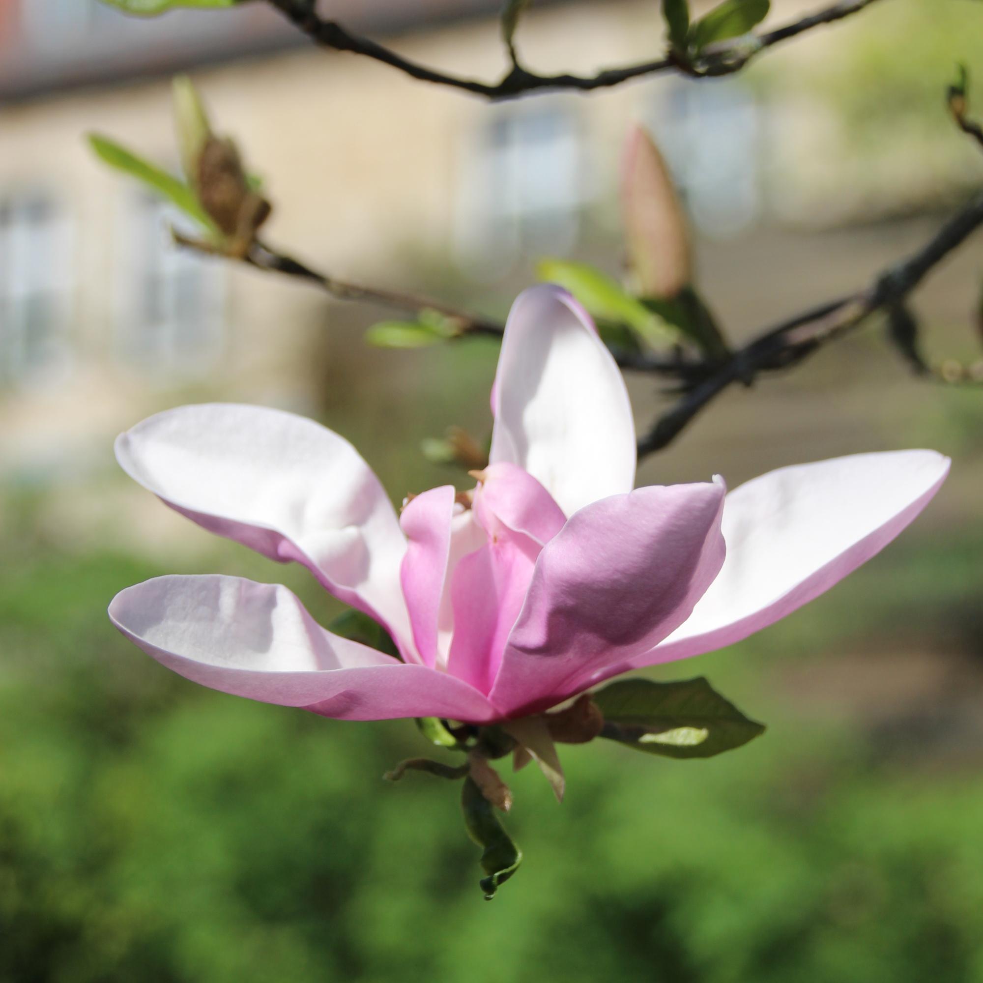 Magnolie Burg Feuerstein