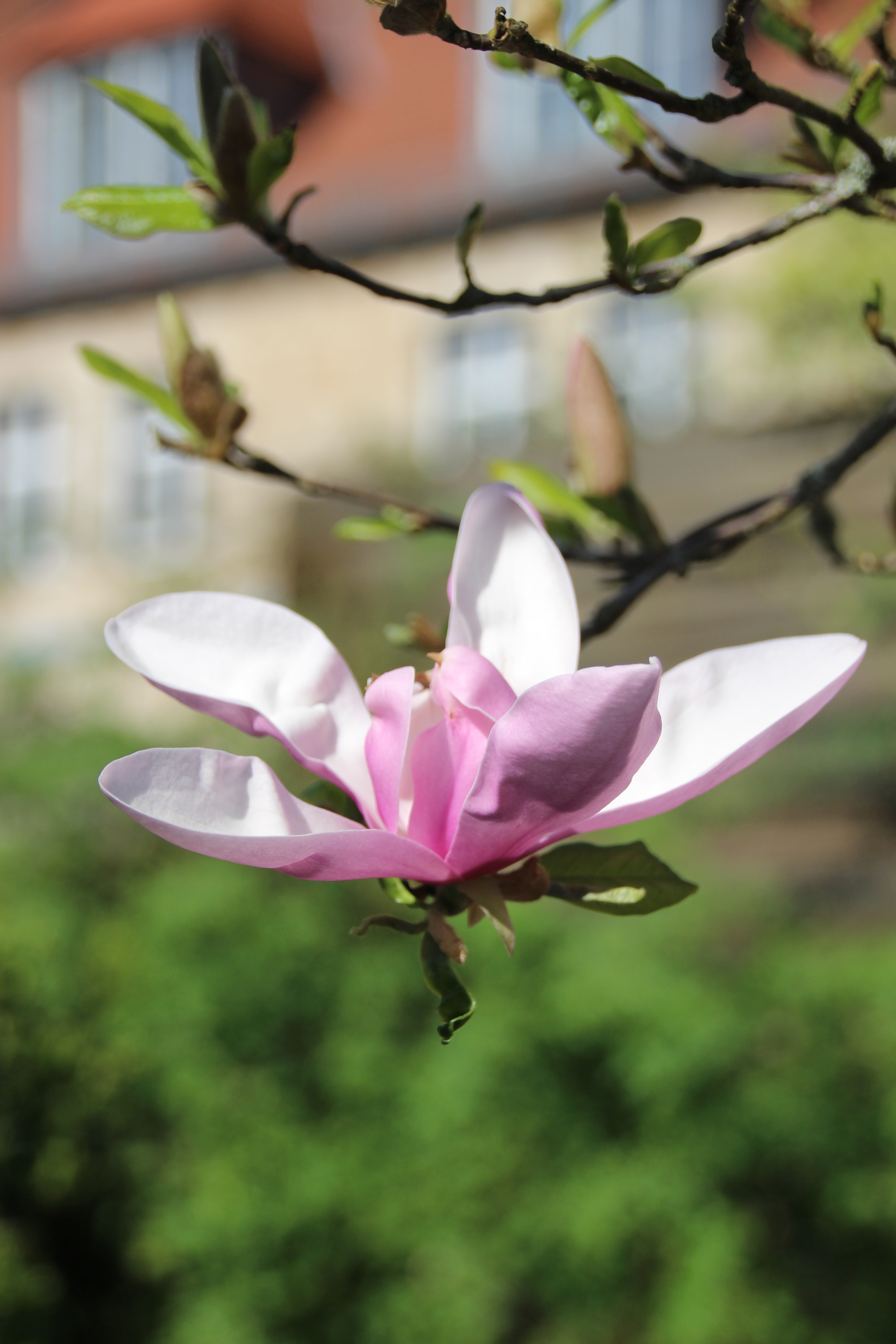 Magnolie Burg Feuerstein