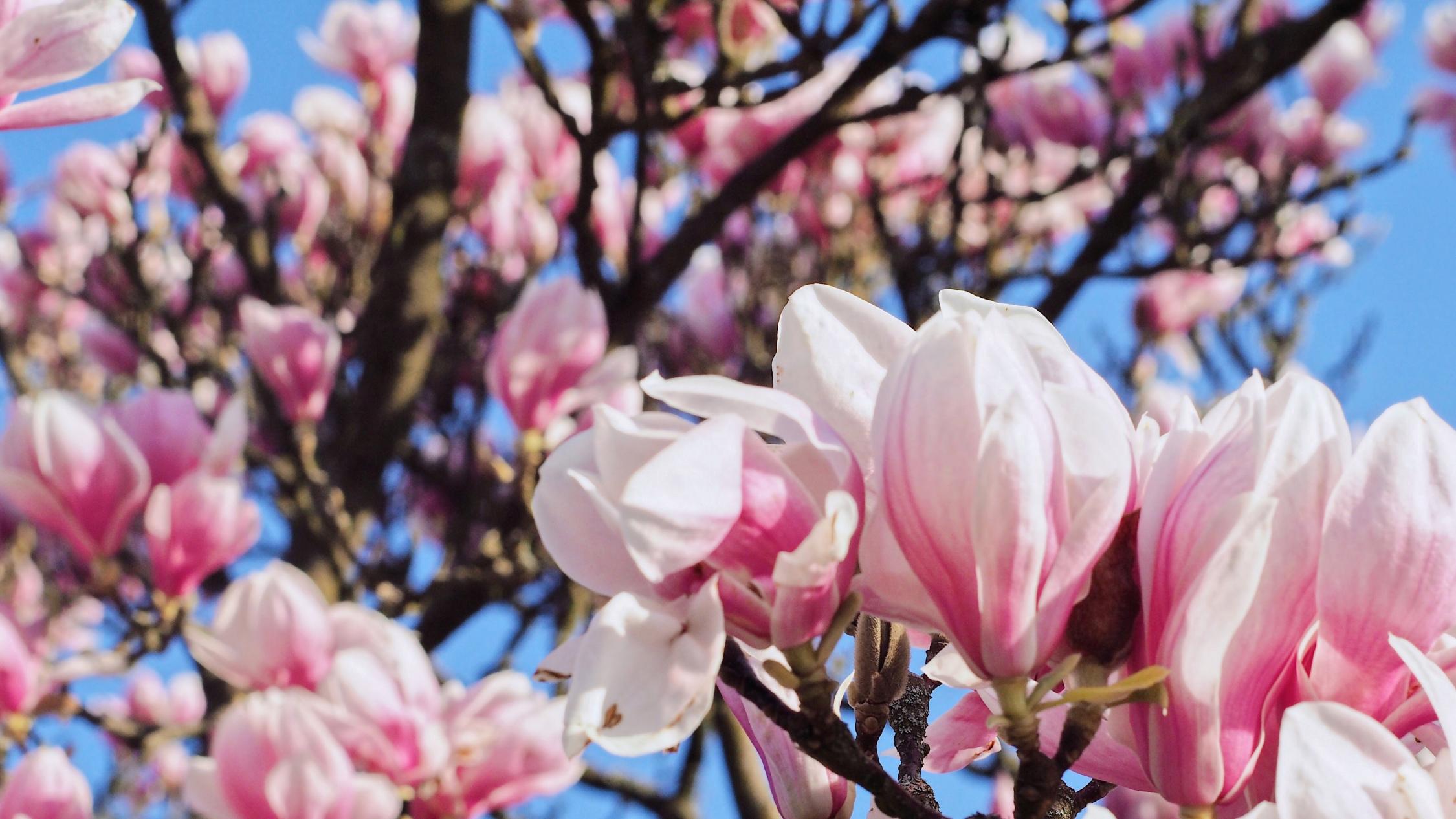 Magnolienbaum blüht