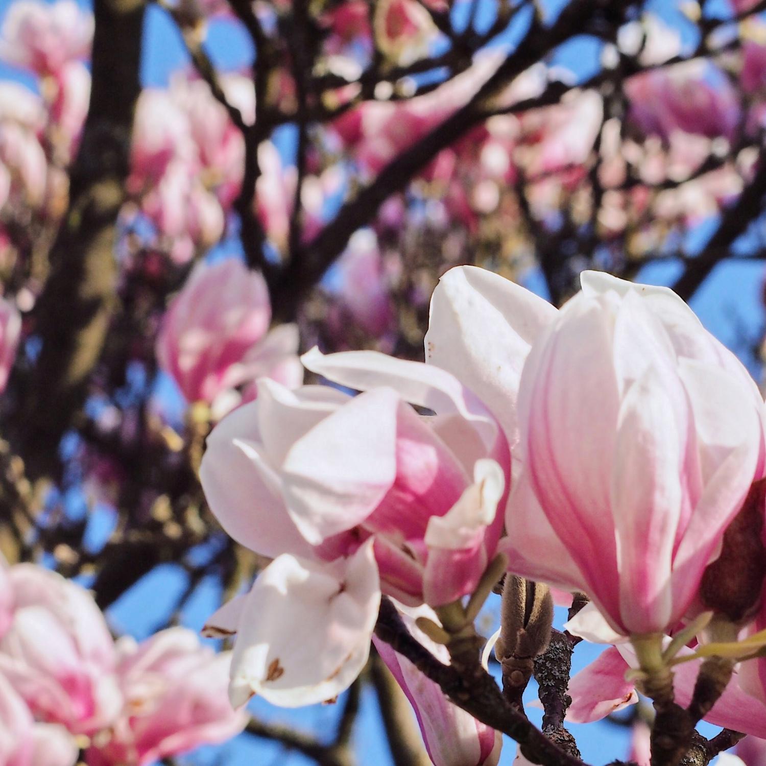 Magnolienbaum blüht