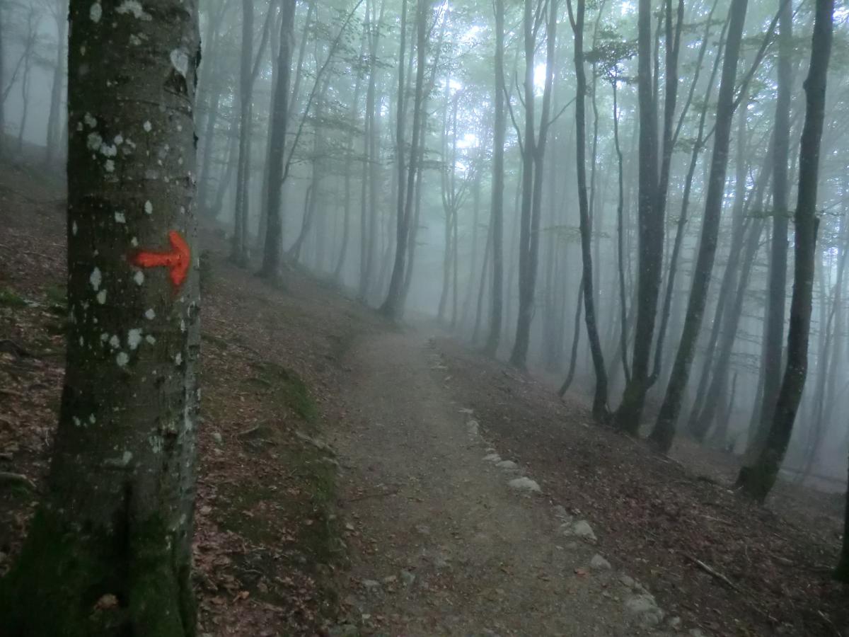 Nebel Wald Igantius Weg