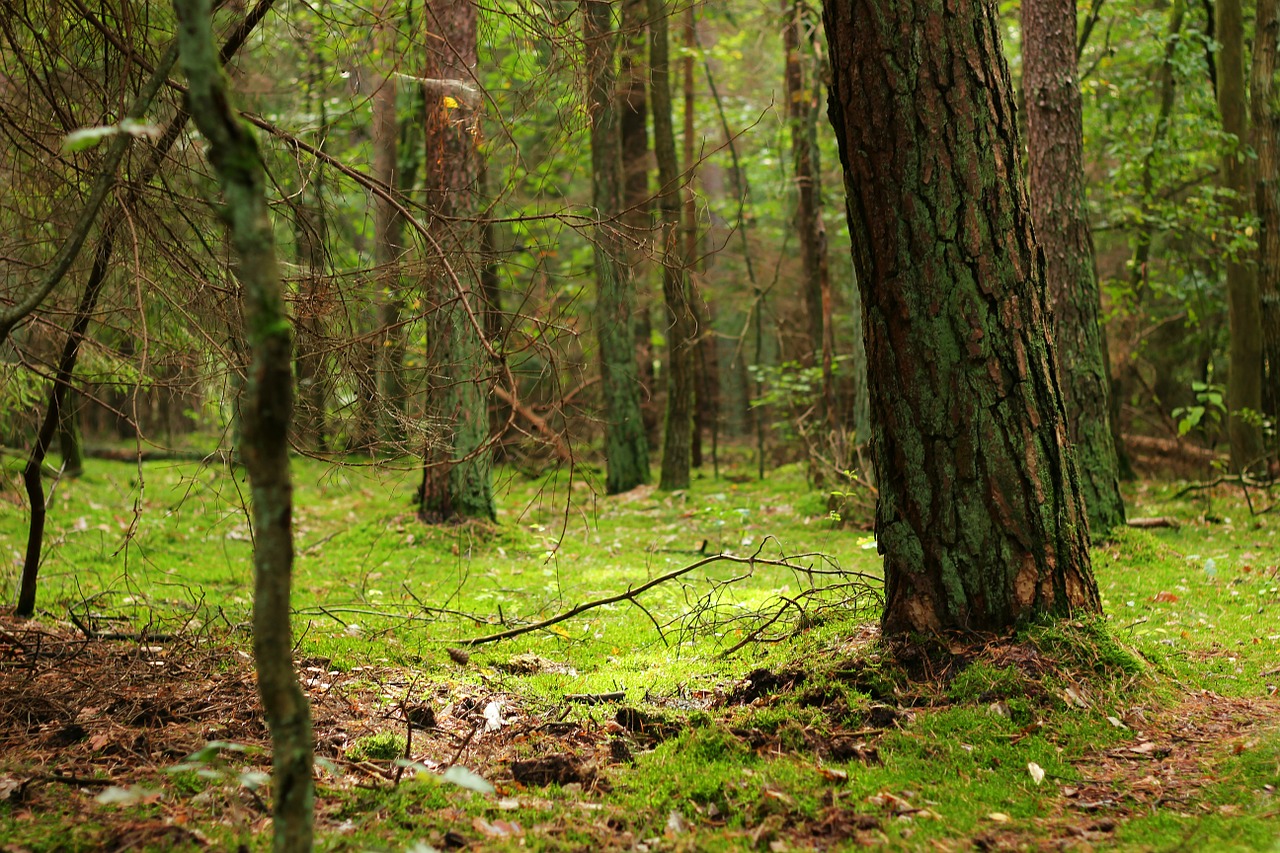 Wald