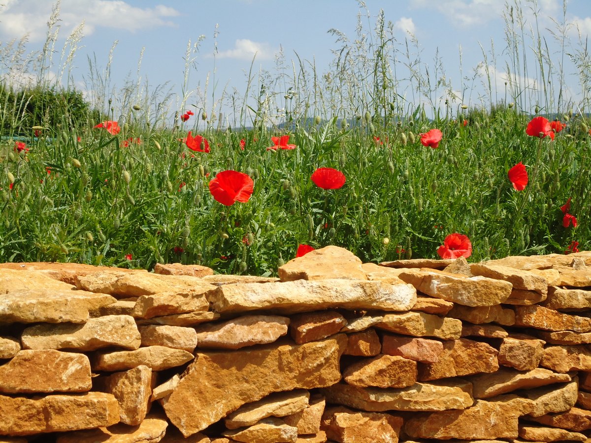mohnblumen-neues-bild-fuer-schweigetage-0--jpg